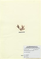 藏品(長枝沙菜)的圖片